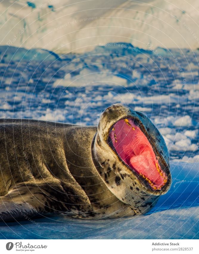 Sea lion with mouth open Nature Antarctica Ice Cold Ocean South Iceberg Snow warming wildlife polar Climate Bird Penguin Colony Exterior shot White Bay