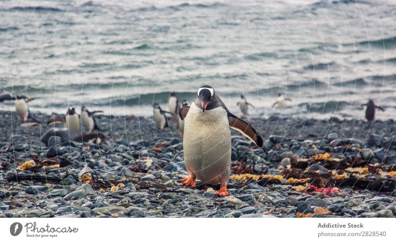 Arctic penguins in Wild Nature Landscape Antarctica Ice Cold Ocean South Iceberg Snow warming wildlife polar Climate Bird Penguin Colony Exterior shot White Bay