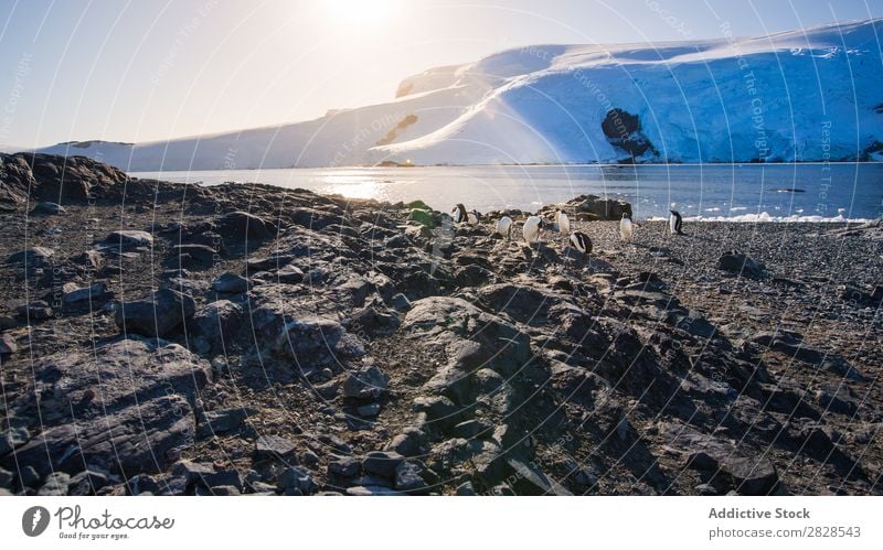 Arctic penguins in Wild Nature Landscape Antarctica Ice Cold Ocean South Iceberg Snow warming wildlife polar Climate Bird Penguin Colony Exterior shot White Bay