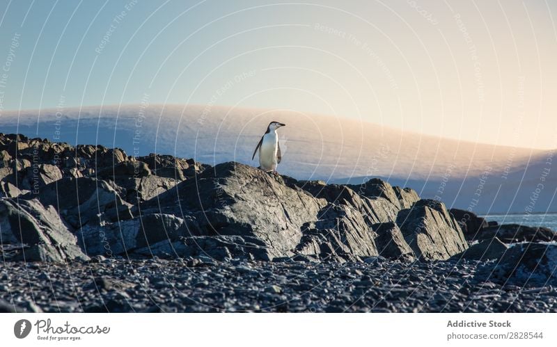 Arctic penguin Nature Antarctica Ice Cold Ocean South Iceberg Snow warming wildlife polar Climate Bird Penguin Colony Exterior shot White Bay Landscape