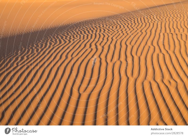 Wavy sandy hill Hill Sand Desert Waves textured Sunset Nature Summer Dry Landscape Vacation & Travel Tourism Heat Hot Dune Yellow Mountain Sunlight Adventure