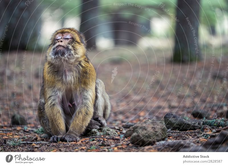 Expressive monkey sitting on ground Monkeys Sit Ground Cute Animal eyes closed Dream wildlife Wild Nature Forest Park Virgin forest primate Apes Mammal Brown