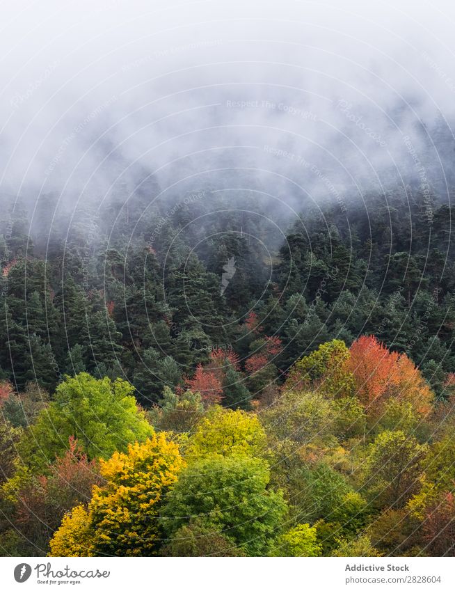 Foggy autumn forest Forest Autumn Evergreen fir Landscape Nature Morning Mystery Dawn Environment Tree Green Fantasy Dark Trunk scenery Bright Leaf Plant Pine