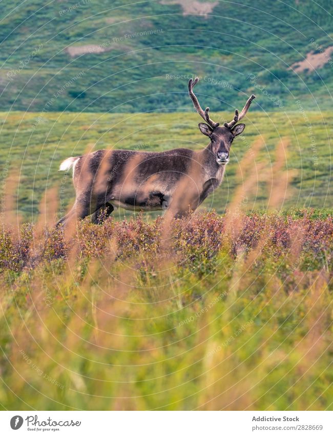 Deer standing in green field Field Animal Landscape wildlife Mammal fauna Natural Antlers Nature Seasons Wild Park Multicoloured Meadow Environment terrain