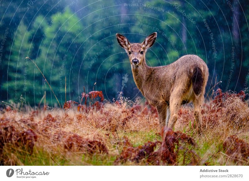 Deer in rain on plain Plain Rain Natural Mammal Woman Animal Habitat Grassland national fauna Forest Wilderness wildlife Weather conservation Brown Nature Wood