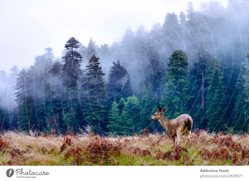 Deer in rain on plain Plain Rain Natural Mammal Woman Animal Habitat Grassland national fauna Forest Wilderness wildlife Weather conservation Brown Nature Wood