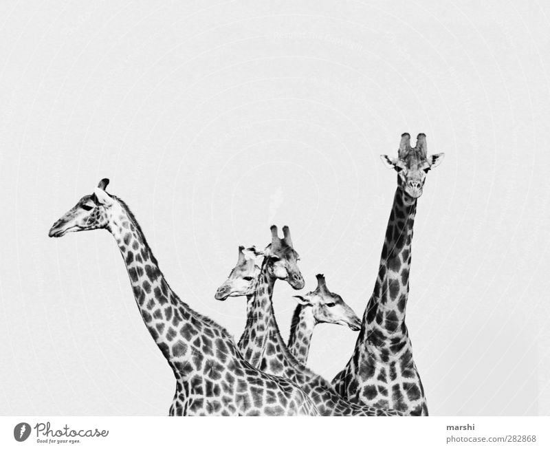 beauties Animal Wild animal Animal face Herd Animal family Black White Giraffe Speckled Patch Safari South Africa Neck Beautiful Black & white photo