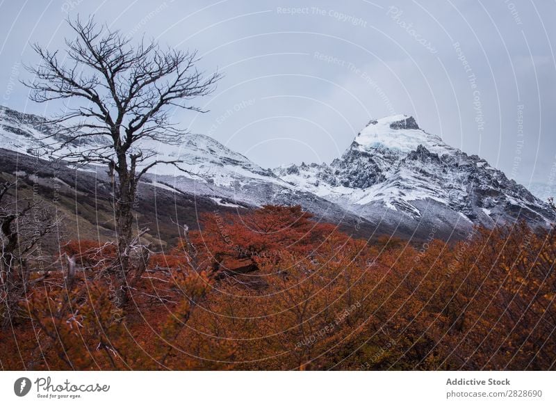 Bare trees on background of mountains Panorama (Format) Dune Mountain Autumn Snow Landscape Forest Wilderness Vantage point Tree Range Nature Environment