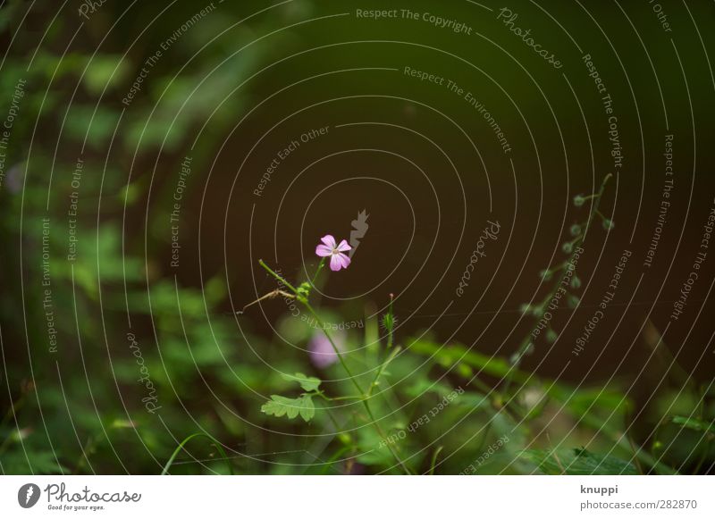 flora Environment Nature Plant Summer Beautiful weather Warmth Leaf Blossom Foliage plant Wild plant Exotic Meadow Forest Blossoming Illuminate Faded Growth