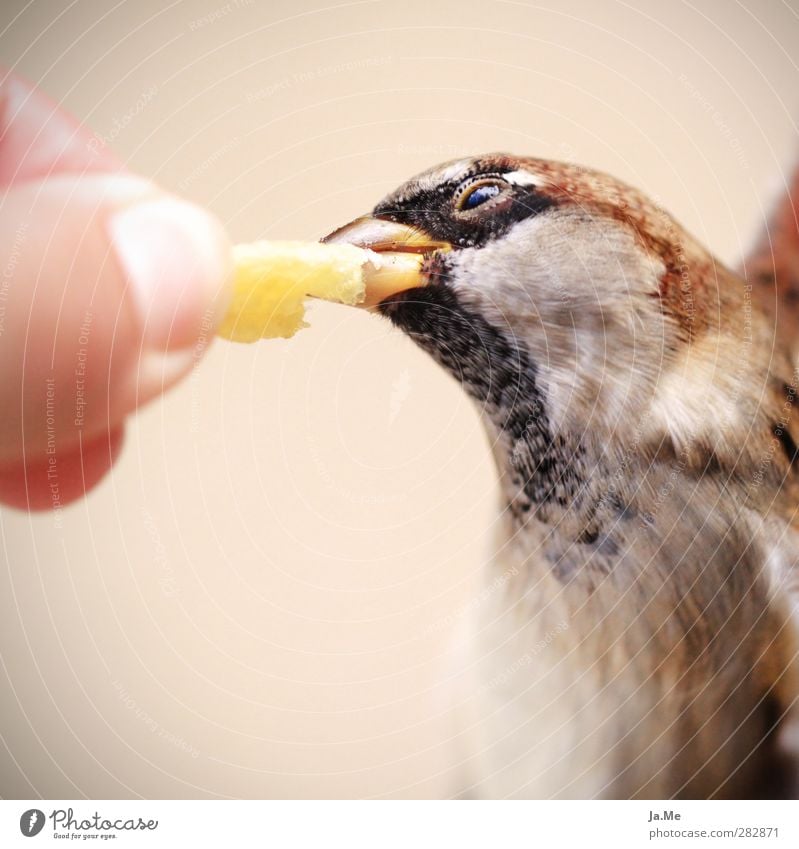 Feed me! - Berlin sparrows love French fries the 2nd Fast food Finger food Animal Wild animal Bird Animal face Wing Sparrow Tree sparrow Songbirds