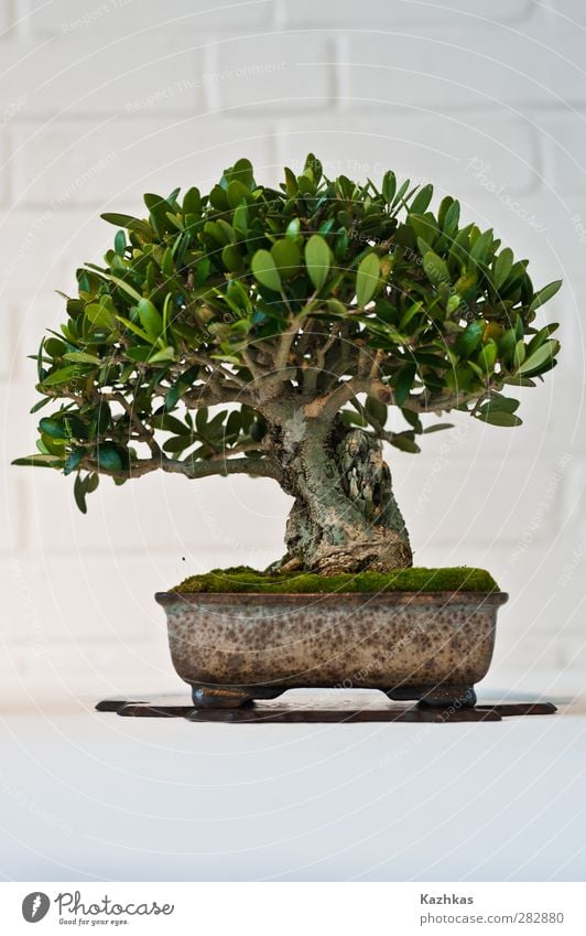 bonsai Landscape Plant Tree Wild plant Pot plant Exotic Bonsar Japan Green White Colour photo Interior shot Studio shot Day Central perspective