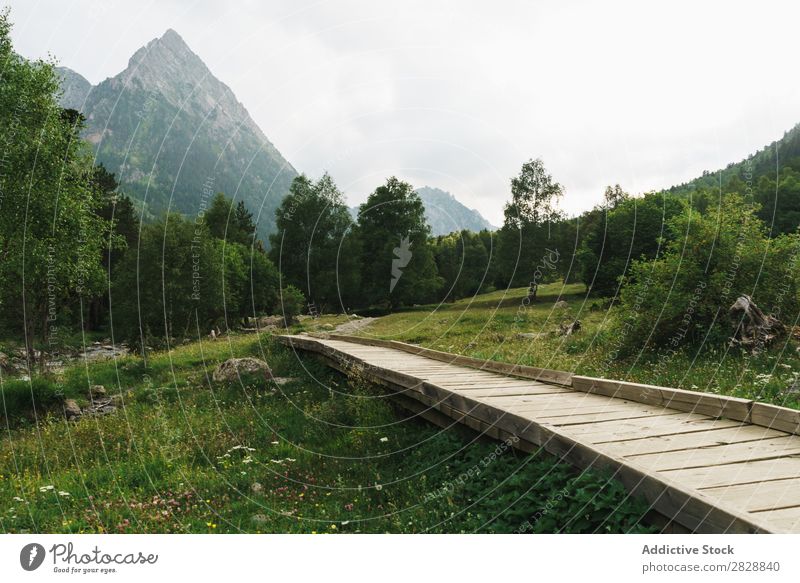 Wooden path in mountains Mountain Meadow Vantage point Lanes & trails Small Landscape Summer Nature Vacation & Travel Grass Green Field Spring Valley Forest