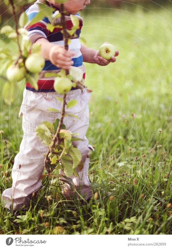 apple fritter Food Apple Nutrition Organic produce Vegetarian diet Human being Child Toddler Infancy 1 1 - 3 years 3 - 8 years Nature Summer Autumn Tree Grass