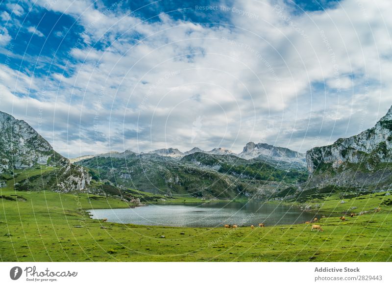 Pasture and lake in mountains Mountain Meadow Lake Cow Landscape Grass Nature Field Rural Summer Landing Picturesque Seasons Scene Lawn Vacation & Travel