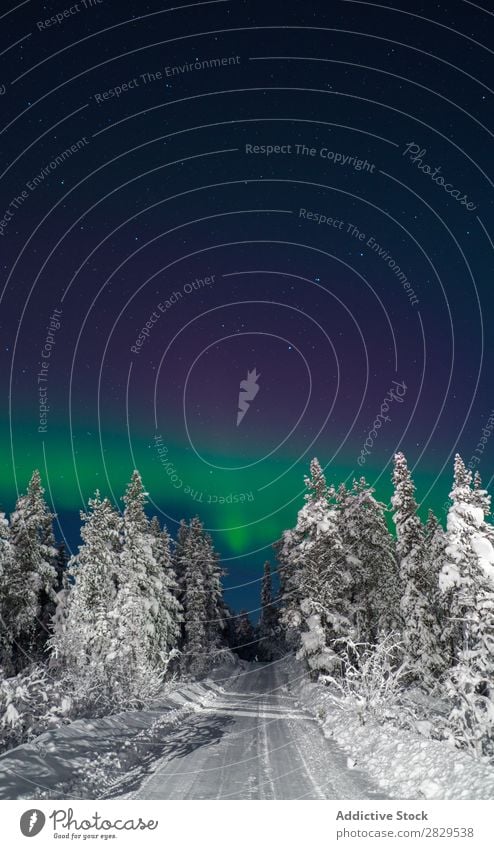 Road in snowy forest Winter Nature Cold North Forest Street Night polar light Covered Snow Seasons White Landscape Ice Frost Vacation & Travel Mountain