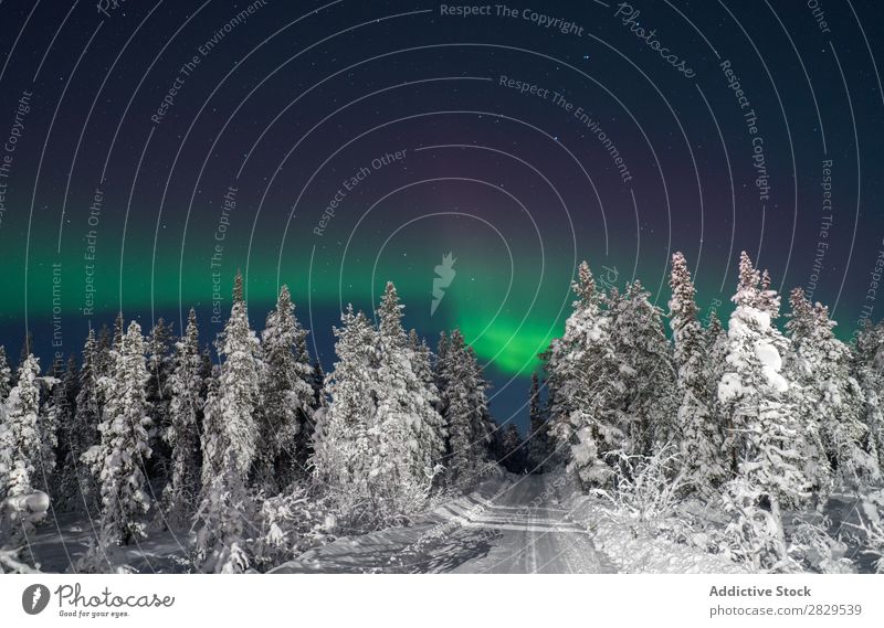 Road in snowy forest Winter Nature Cold North Forest Street Night polar light Covered Snow Seasons White Landscape Ice Frost Vacation & Travel Mountain