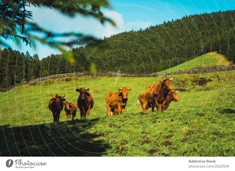 Cows pasturing on sunny field Field Green Nature Herd Livestock To feed Eating Sunbeam Meadow Spring Summer Grass Landscape Agriculture Rural Sunlight Farm