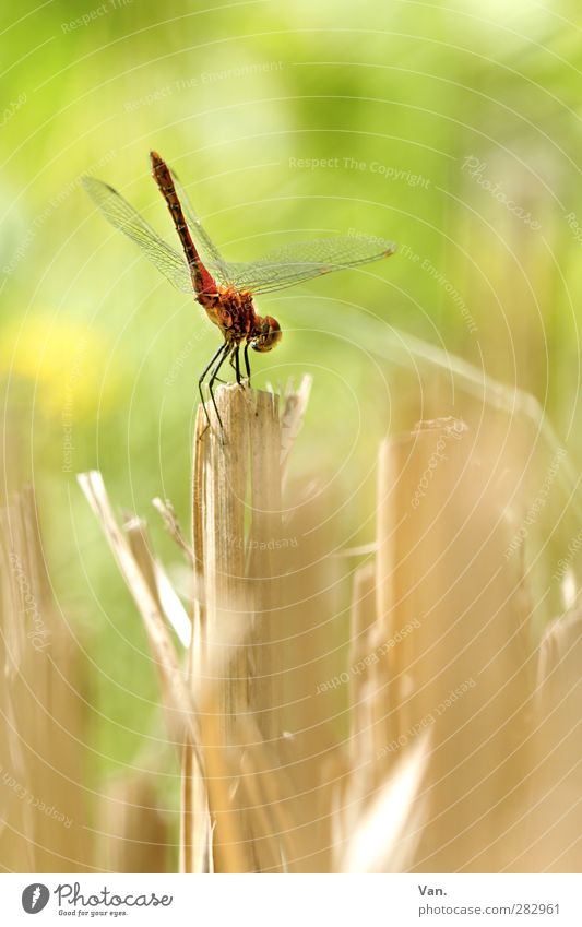 ...ready... Nature Plant Summer Stalk Blade of grass Common Reed Garden Animal Wild animal Wing Insect Dragonfly 1 Green Red Colour photo Multicoloured