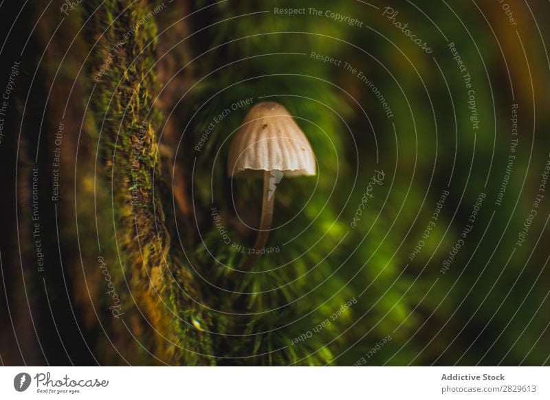 Small mushroom on trunk Mushroom Growth Trunk Forest Nature Wild Moss Macro (Extreme close-up) Natural fungus Tree Plant Seasons Environment Green Colour Brown