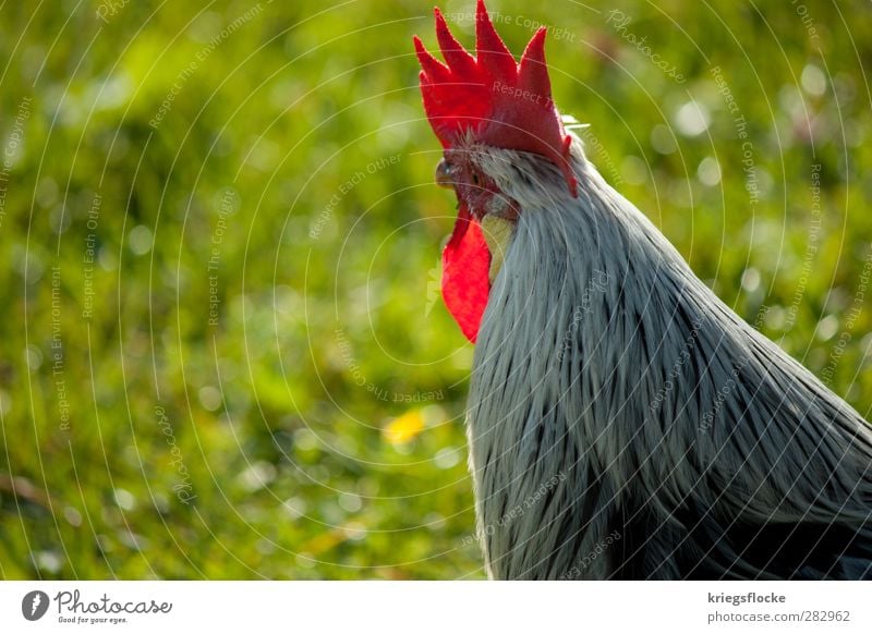 The redhead Boss Nature Grass Meadow Alps Animal Farm animal Wing Rooster 1 Observe Elegant Curiosity cockscomb Red Feather Home country Agriculture Leader