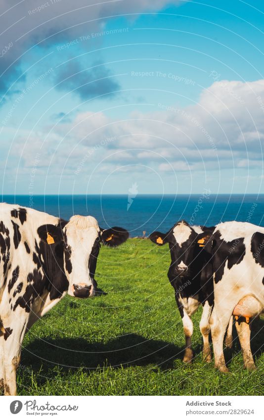 Cows pasturing at seaside Field Green Nature Meadow Pasture To feed Ocean Spring Summer Grass Landscape Agriculture Rural Sunlight Farm Beautiful Lawn