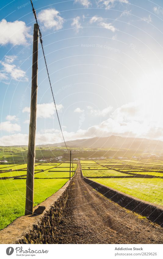 Rural road through fields Field Green Nature Meadow Spring Street posts Landscape Summer Grass Agriculture Sunlight Farm Beautiful Lawn Environment Natural