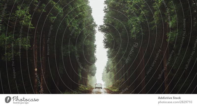 Lush green woods with car on road Forest Street Car Green Nature Rural Mysterious Magic Landscape road trip Scene Perspective huge Picturesque Traveling