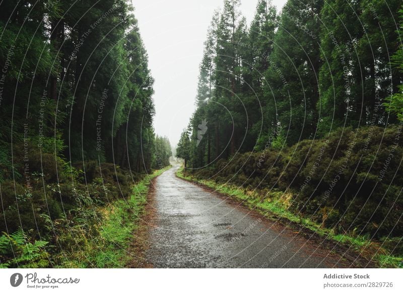 Misty road in green woods Forest Green Street Fog Vacation & Travel Environment Magic Picturesque roadway Perspective scenery Landscape Natural Seasons