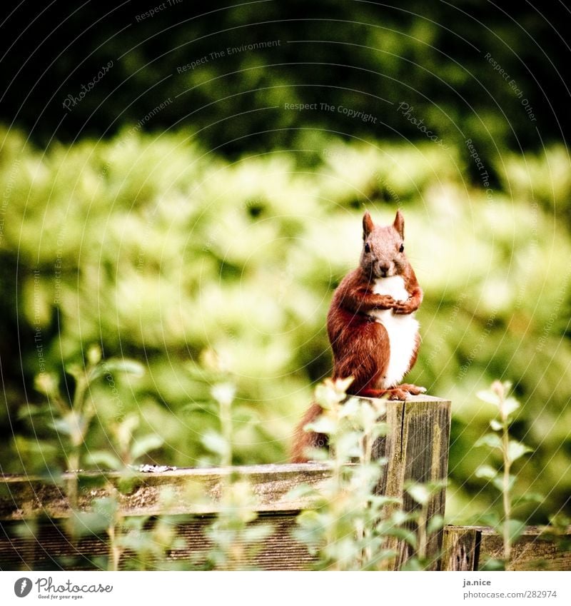 On the wall, on the lurk Nature Spring Plant Garden Animal Wild animal Squirrel 1 Fence Wood Looking Sit Stand Wait Friendliness Astute Near Natural Brown Green