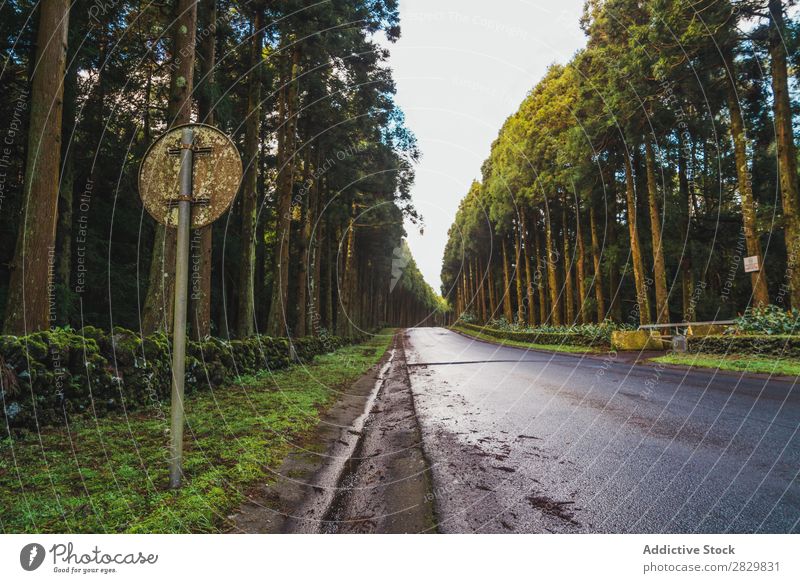 Road sign at road in forest Sign Street Forest Rust grungy Vacation & Travel Green Transport Symbols and metaphors Nature Drive Landscape Countries