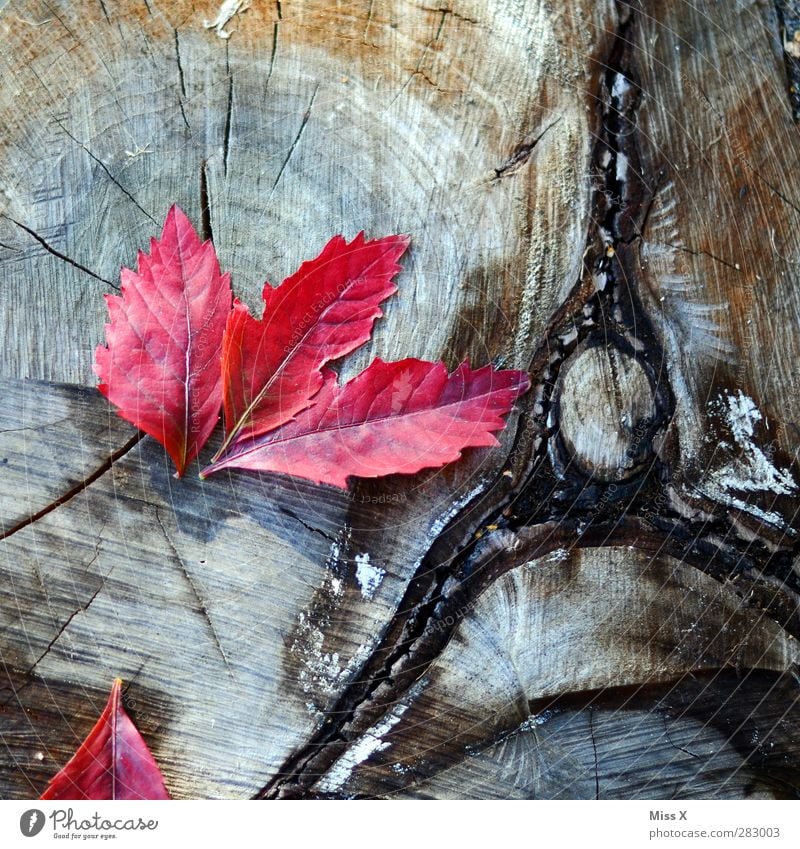 Red on wood Nature Autumn Blossom Wood Autumn leaves Rachis Annual ring Texture of wood Tree trunk Leaf Autumnal Autumnal colours Colour photo Multicoloured