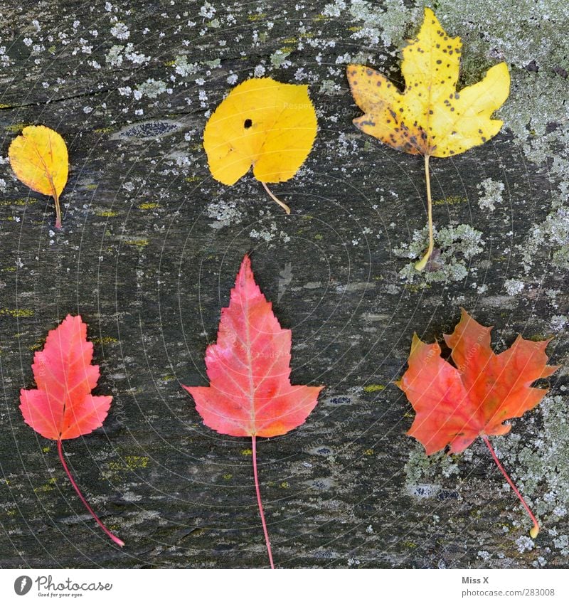 Yellow-Red Autumn Leaf Wood Multicoloured Autumn leaves Autumnal Autumnal colours Maple leaf Lime leaf Tree trunk Moss Collection Accumulation Colour photo