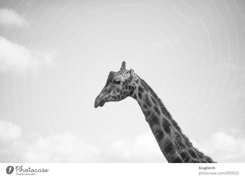 Giraffe III Animal Wild animal 1 Looking Gray Sky Black & white photo Exterior shot Deserted Copy Space top Day Animal portrait