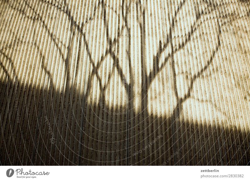 Shadow again Branch Tree Facade Spring Seam Autumn Light Wall (barrier) Deserted Parallel Perspective Tree trunk Copy Space Wall (building) Concrete Twig