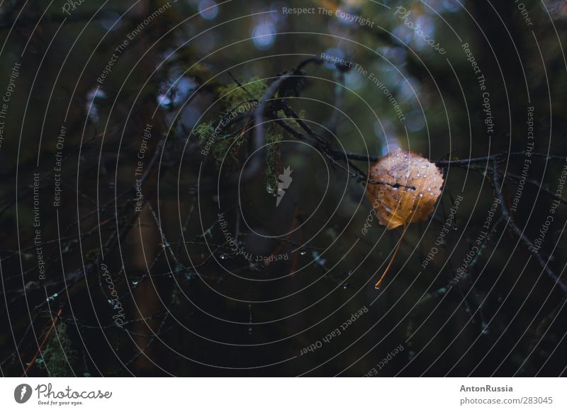 Leaf autumn rain drops forest Environment Nature Plant Drops of water Autumn Climate Weather Bad weather Rain Forest Loneliness Calm Colour photo Exterior shot