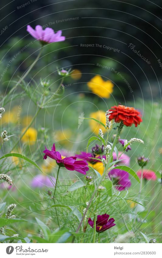 many colourful summer flowers on a flower meadow Environment Nature Plant Summer Beautiful weather Flower Leaf Blossom Cosmos Park Blossoming Growth Fragrance