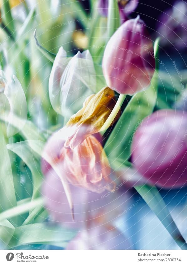 pink white orange tulips double exposure Art Nature Plant Flower Tulip Leaf Blossom Bouquet Blossoming Illuminate Beautiful Yellow Gold Green Violet Orange Pink