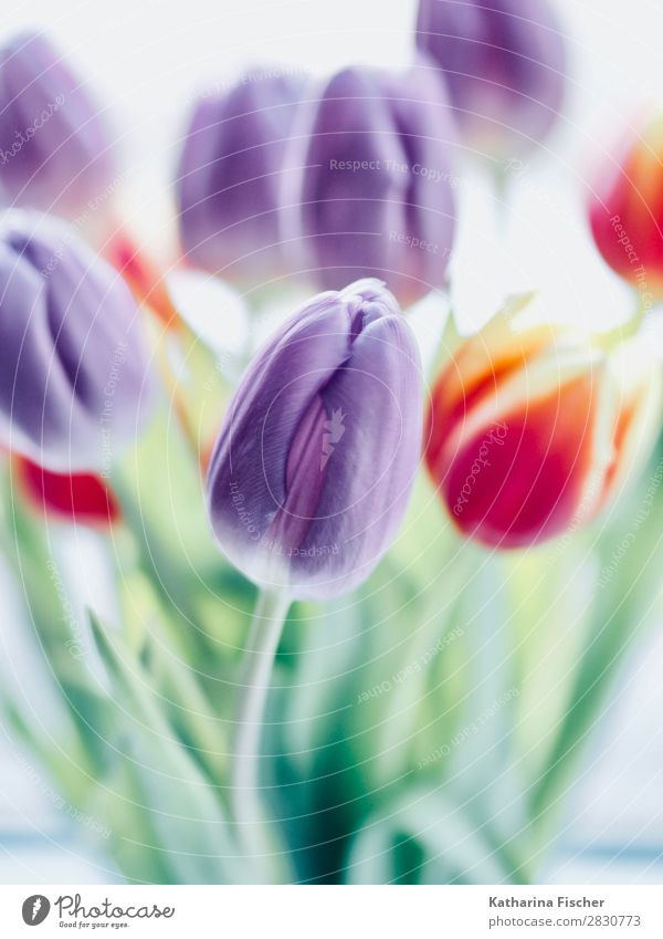 Tulips purple orange flowers Art Nature Plant Spring Summer Autumn Winter Flower Leaf Blossom Bouquet Blossoming Illuminate Yellow Green Violet Orange Pink Red