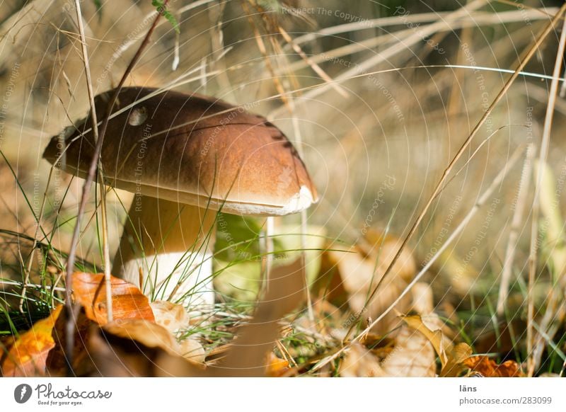 mushroom season Food Vegetarian diet Environment Nature Autumn Beautiful weather Grass Forest Growth Wait Brown Expectation Change Mushroom Leaf Accumulate