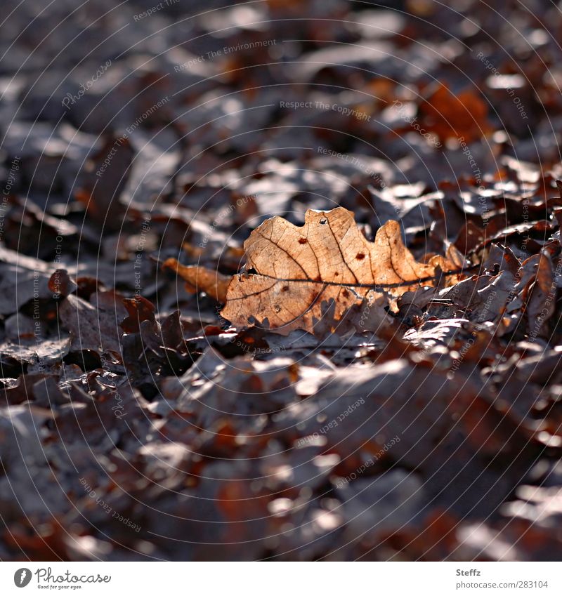 A bright moment Oak leaf Autumn leaves November Sunlight Automn wood November mood November blues november melancholy Woodground Autumn Melancholy oak leaves