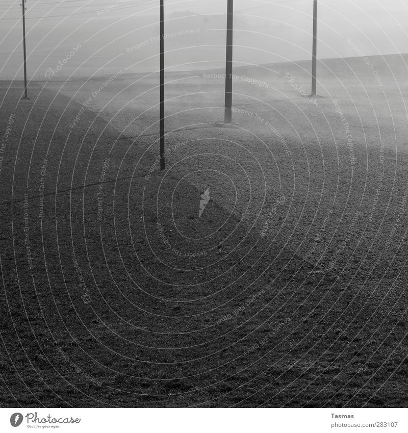 Fifty Shades of Grey Landscape Fog Field Esthetic Calm Telegraph pole Electricity pylon Black & white photo Exterior shot Abstract Structures and shapes