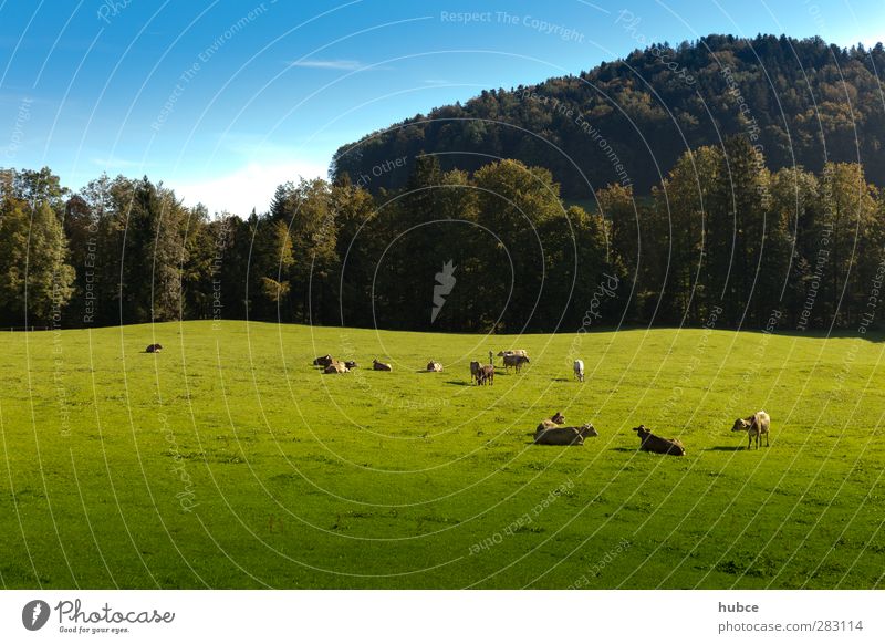 Cows in the pasture Contentment Vacation & Travel Tourism Summer Summer vacation Mountain Agriculture Forestry Nature Landscape Sky Sunlight Beautiful weather