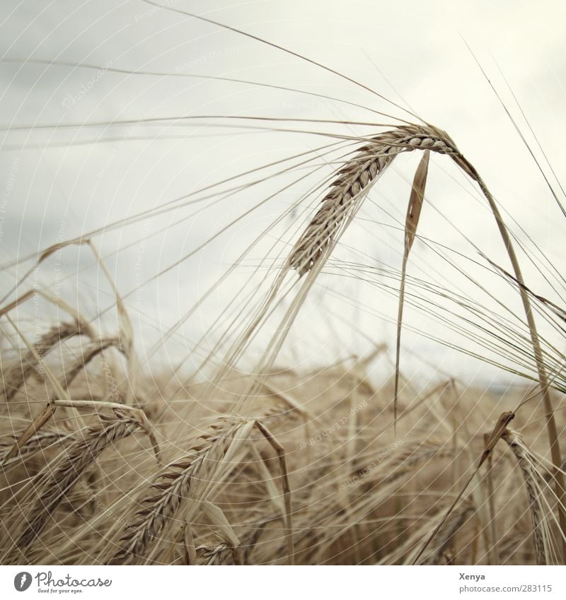 star Nature Landscape Sky Plant Agricultural crop Field Brown Autumnal Barley Barleyfield Barley ear Subdued colour Exterior shot Deserted Copy Space left Day