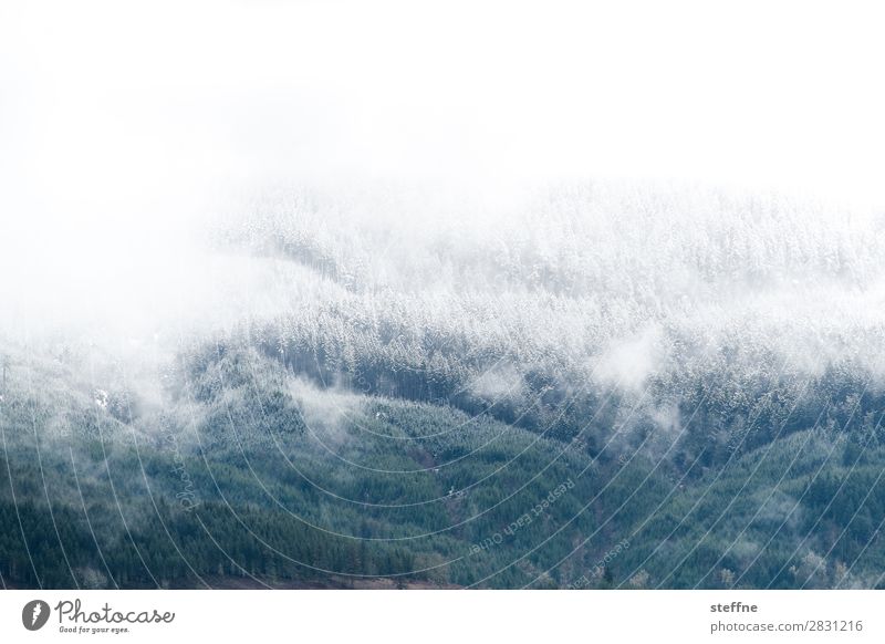 letitsnow Winter Ice Frost Snow Snowfall Forest Mountain Cold Hoar frost Snowfall limit USA Oregon Colour photo Exterior shot Deserted Copy Space top