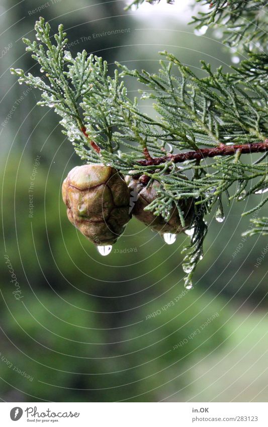 Double Lottchen Nature Drops of water Rain Tree Hang Brown Green Colour photo Exterior shot Day