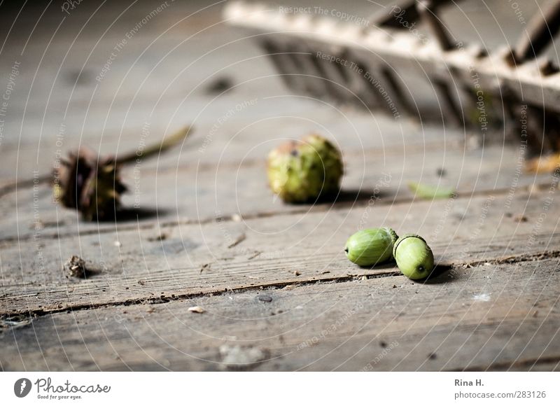 Autumn Still VI Work and employment Cleaning Old Authentic Arrangement Transience Sweep rake Chestnut Acorn Wooden floor Hallway Broken Derelict Subdued colour