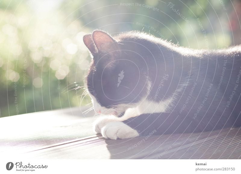 Sun on the fur Terrace Beautiful weather Bushes Garden Animal Pet Cat Pelt Paw Ear 1 Lie Bright Black Contentment Serene Calm Cleaning Colour photo