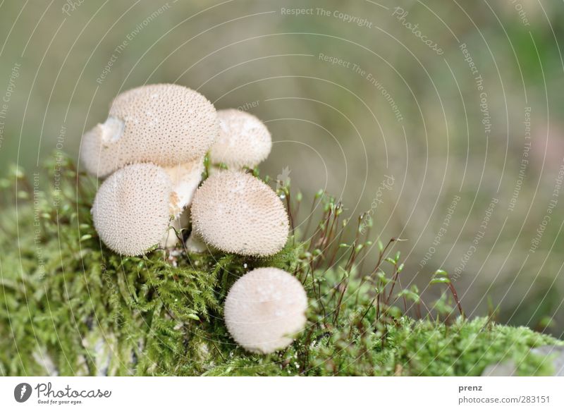 Boviste II Environment Nature Plant Beautiful weather Moss Wild plant Green White Mushroom Puff-ball Multiple Colour photo Exterior shot Close-up