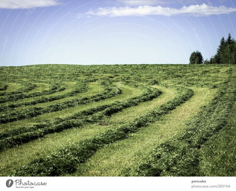 crooked Agriculture Forestry Nature Landscape Beautiful weather Grass Meadow Hill Alps Responsibility Hay harvest Line Arch Harvest Recreation area Colour photo