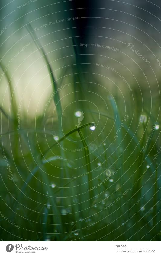 afterrain Nature Plant Summer Grass Leaf Wild plant Meadow Water Dark Simple Healthy Wet Juicy Green Emotions Moody Calm Resolve Relaxation Pure Drops of water